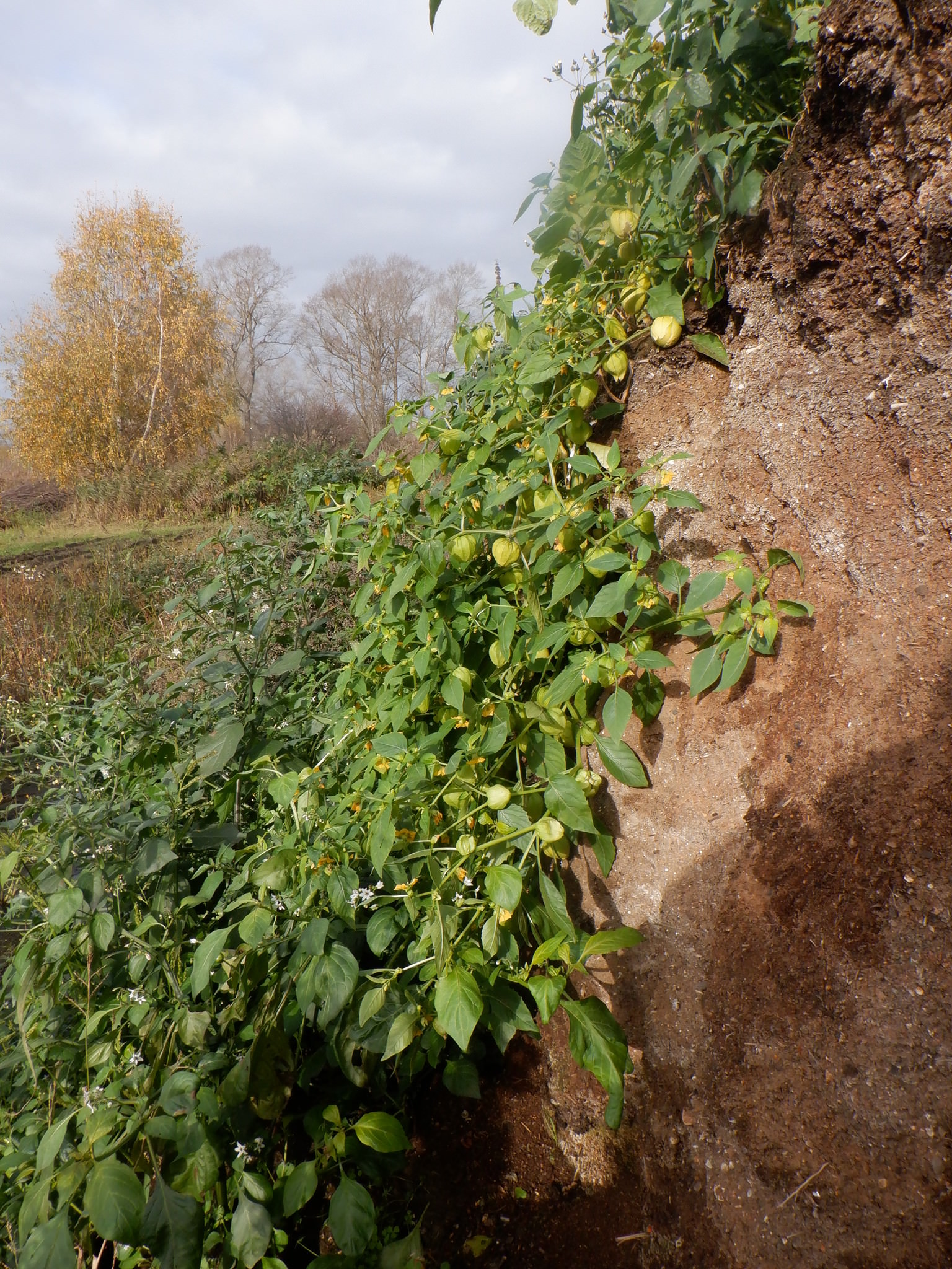 Physalis philadelphica
